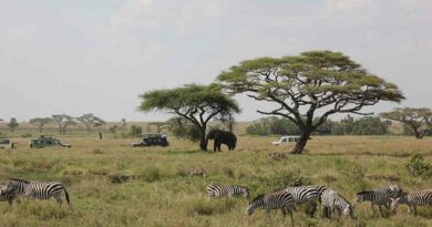 safari en tanzanie