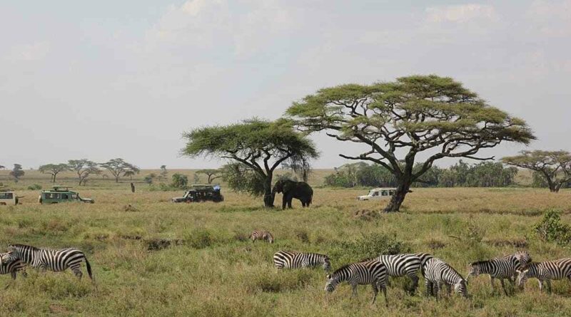 safari en tanzanie